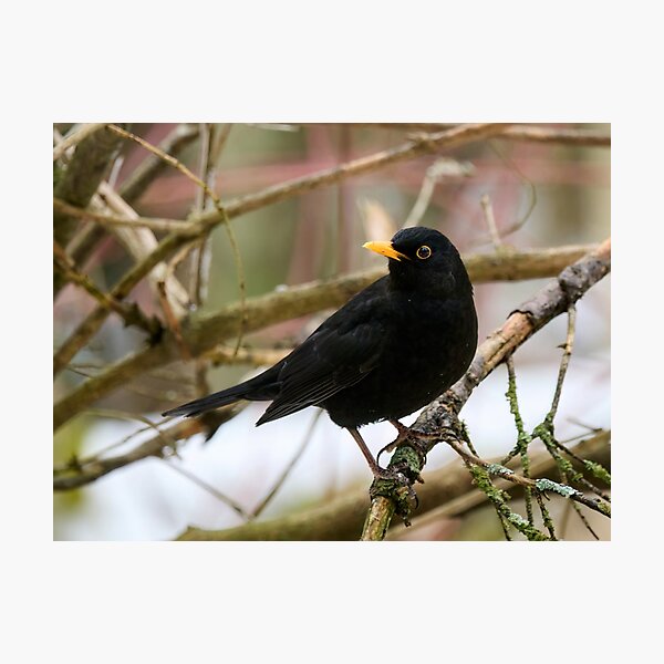 Item preview, Black is black. Eurasian blackbird designed and sold by Jouko Lehto Photography.
