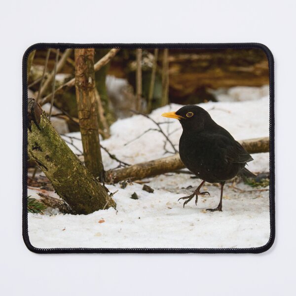 Item preview, Stepping around. Eurasian blackbird designed and sold by Jouko Lehto Photography.