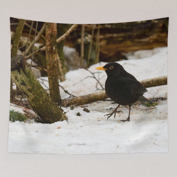 Item preview, Stepping around. Eurasian blackbird designed and sold by Jouko Lehto Photography.