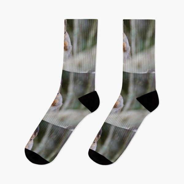 Item preview, Hey you there. Red squirrel designed and sold by Jouko Lehto Photography.