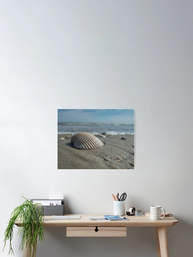 Thumbnail 2 of 3, Poster, Shell game designed and sold by Dave Parrish Photography.