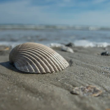 Artwork thumbnail, Shell game by Dave Parrish Photography