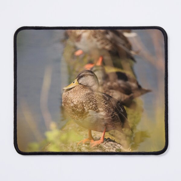 Item preview, Sitting Pretty with the Gang designed and sold by fototaker Tony.