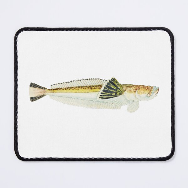 Item preview, Antique Fish Leptoscopus Macropygus Estuarine Stargazer Vintage Fish designed and sold by AmethystMurad.