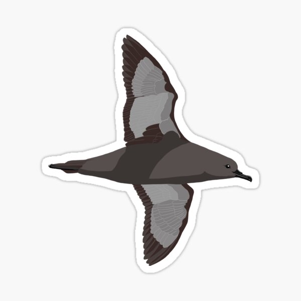 Item preview, Short-tailed Shearwater by BennuBirdy designed and sold by BennuBirdy.