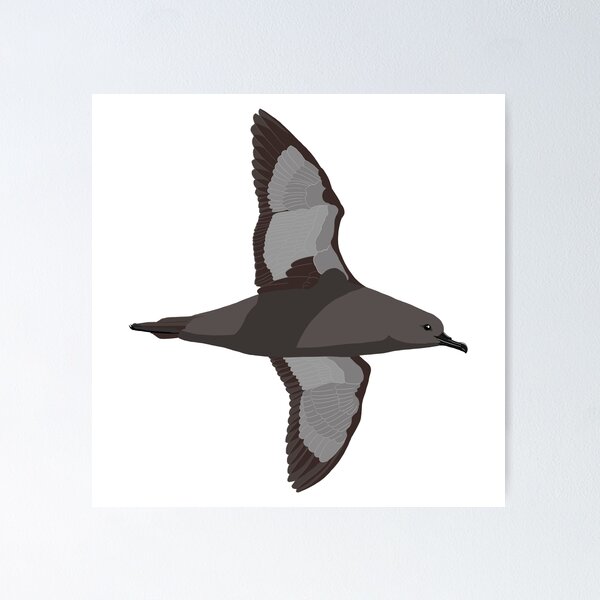 Item preview, Short-tailed Shearwater by BennuBirdy designed and sold by BennuBirdy.