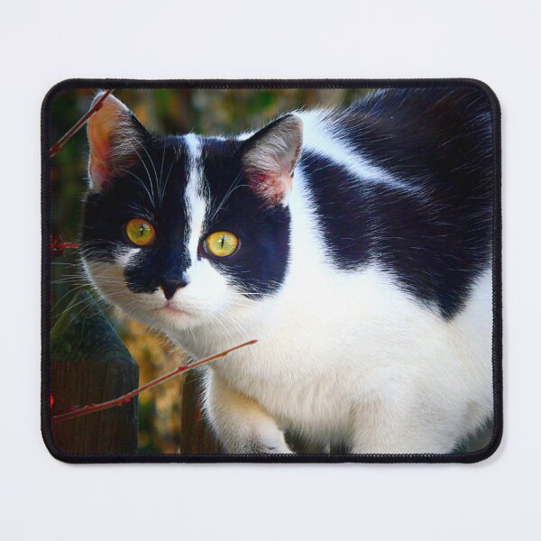 Item preview, Curious kitty designed and sold by angel1.