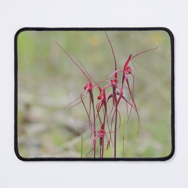 Item preview, Caladenia filifera - Blood Spider Orchid designed and sold by ausnative.