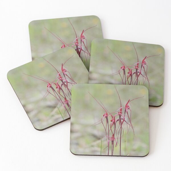 Item preview, Caladenia filifera - Blood Spider Orchid designed and sold by ausnative.