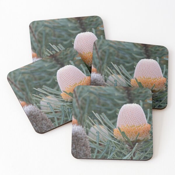 Item preview, Banksia hookeriana - Hooker's Banksia designed and sold by ausnative.