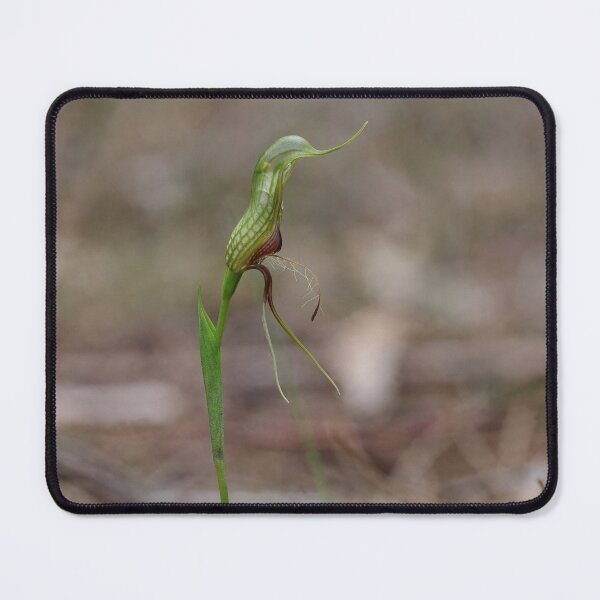 Item preview, Pterostylis barbata - Bird Orchid designed and sold by ausnative.