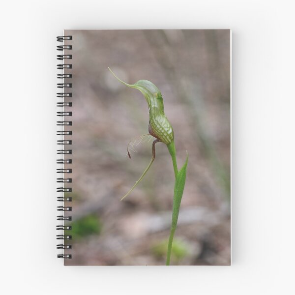 Item preview, Pterostylis barbata - Bird Orchid designed and sold by ausnative.