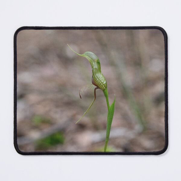 Item preview, Pterostylis barbata - Bird Orchid designed and sold by ausnative.