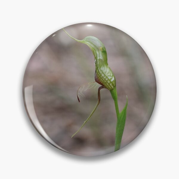 Item preview, Pterostylis barbata - Bird Orchid designed and sold by ausnative.