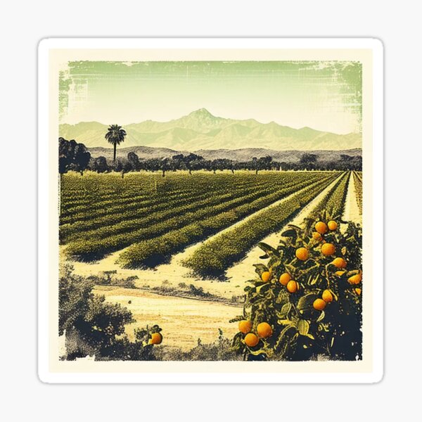Item preview, Ojai Valley Vintage postcard designed and sold by B.B. Knolls.