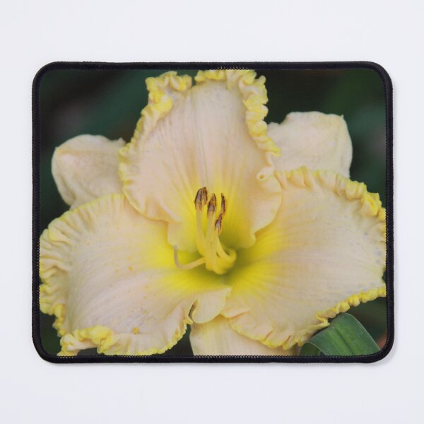 Item preview, Cream and Yellow Lily designed and sold by Robert Armendariz.