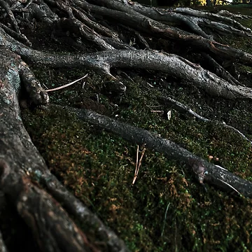 Artwork thumbnail, Tree Roots by Devoncholy