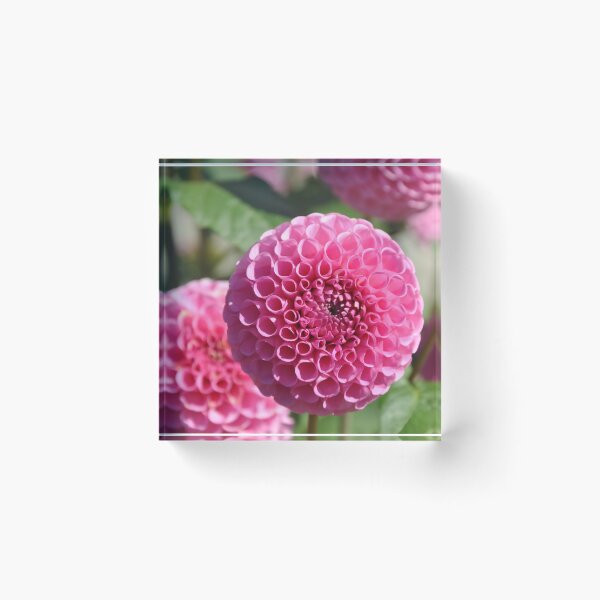 Item preview, Pink Dahlias designed and sold by KirtTisdale.