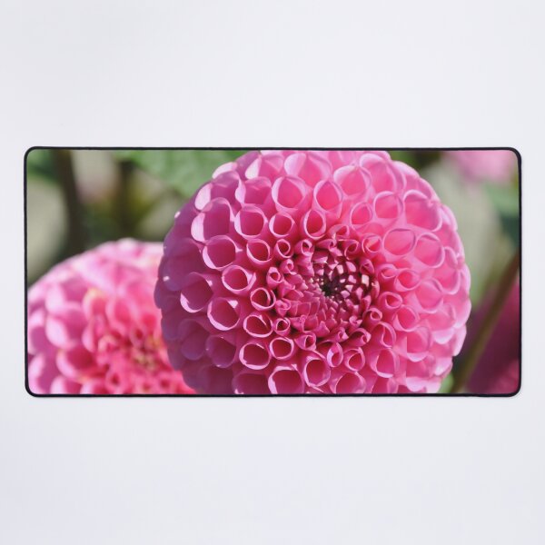 Item preview, Pink Dahlias designed and sold by KirtTisdale.