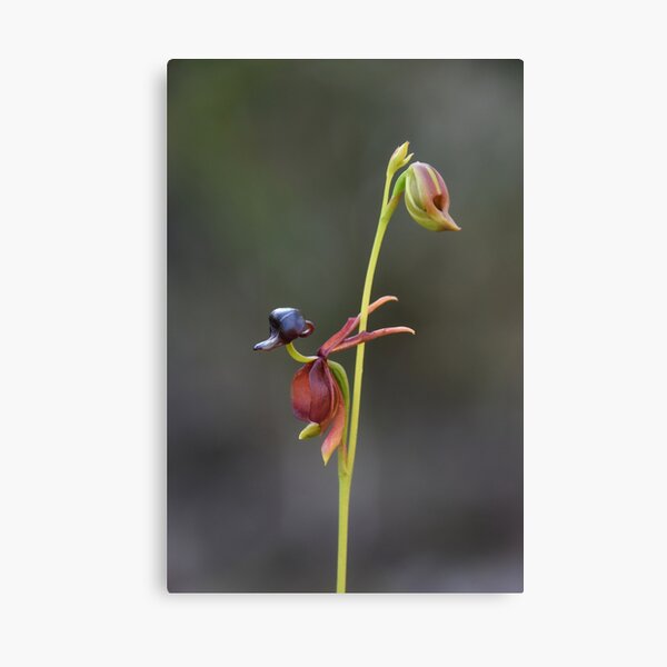 Item preview, Duck Orchid designed and sold by lhowden.