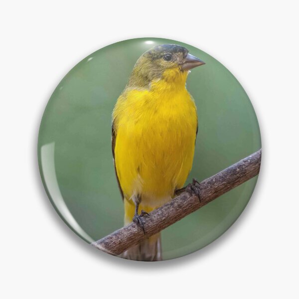 Item preview, Lesser Goldfinch Perched on a Branch designed and sold by Jeff Goulden Photography.