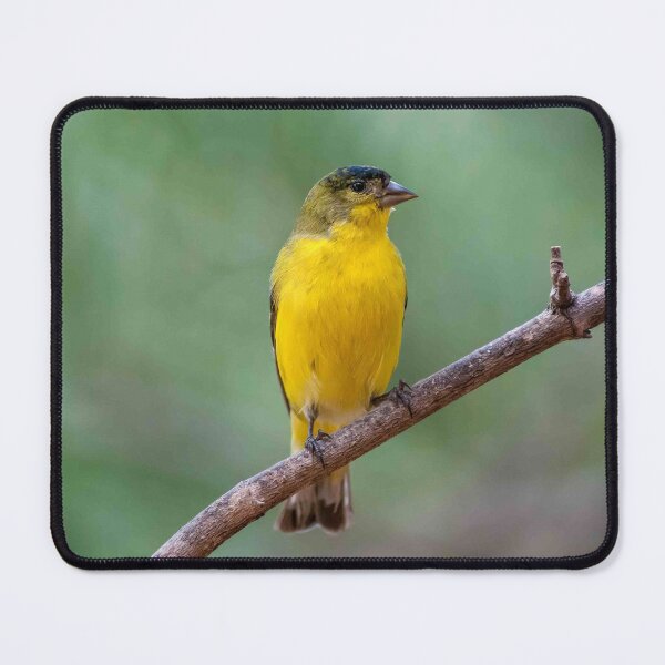 Item preview, Lesser Goldfinch Perched on a Branch designed and sold by Jeff Goulden Photography.