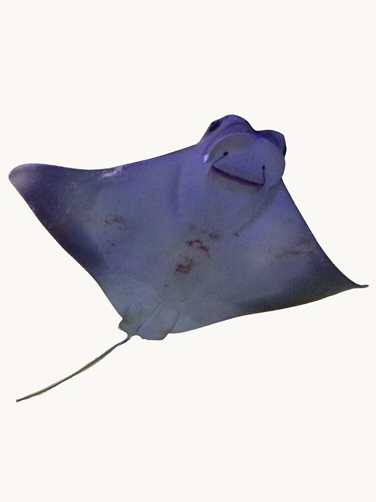 【JOLYN】 MANTA RAY(PRINTS)(2505) /追跡付 Giant Manta Ray in Pacific Ocean, Western Mexico. Art Prints