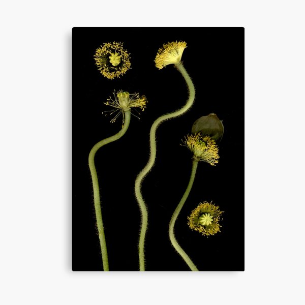 Item preview, Poppy Seed Heads designed and sold by Barbara E Wyeth.