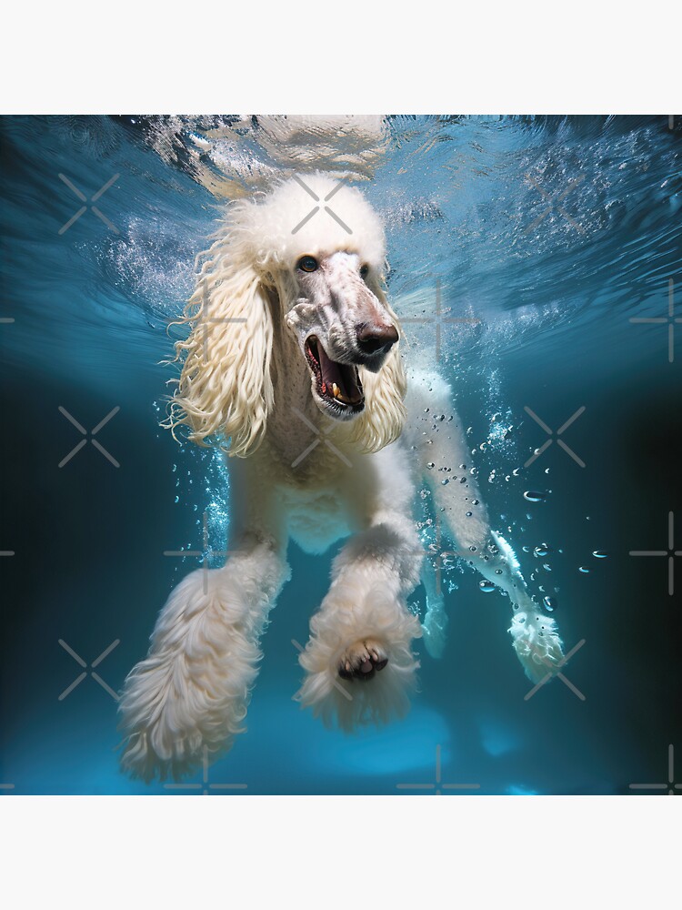 Poodle pool deals