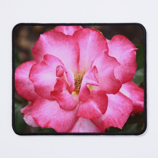 Item preview, Rainbow Sorbet Floribunda Rose designed and sold by Robert Armendariz.