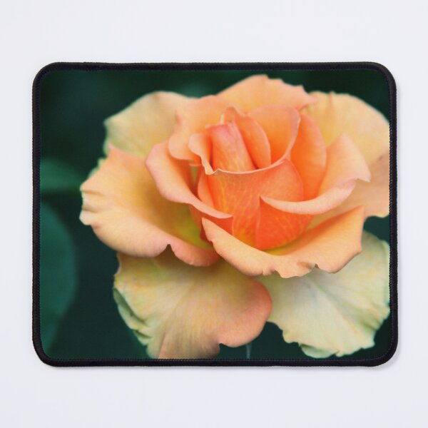 Item preview, Sunstruck Hybrid Tea Rose designed and sold by Robert Armendariz.