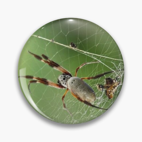 Item preview, Golden Orb Weaver - Photo by Rachel Clark designed and sold by RachelClarkSwag.