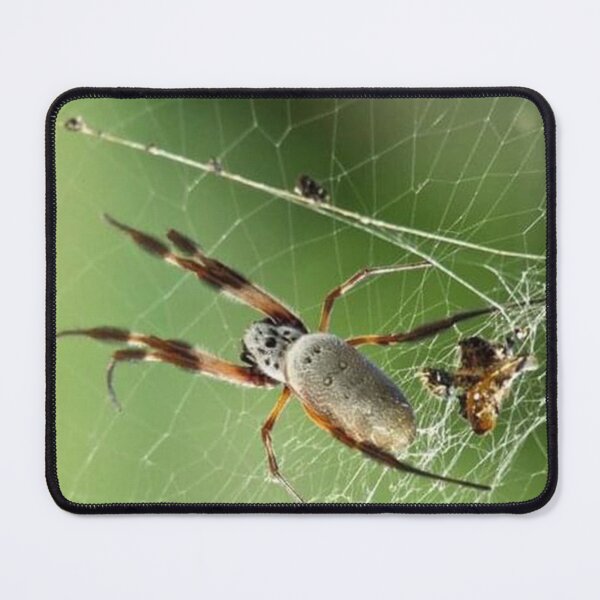 Item preview, Golden Orb Weaver - Photo by Rachel Clark designed and sold by RachelClarkSwag.