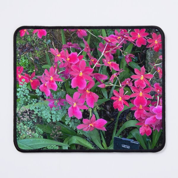 Item preview, Cambria designed and sold by Yusein  Ismail.