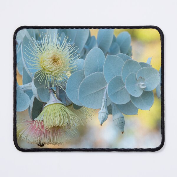 Item preview, Pastel Rhodantha designed and sold by SallyB.Photography.