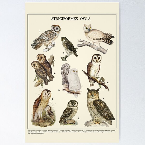 Item preview, Owls. Vintage style poster. designed and sold by Elena Schweitzer.