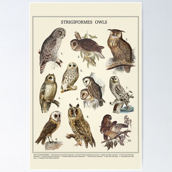 Item preview, Owls. Vintage Style Poster. designed and sold by Elena Schweitzer.