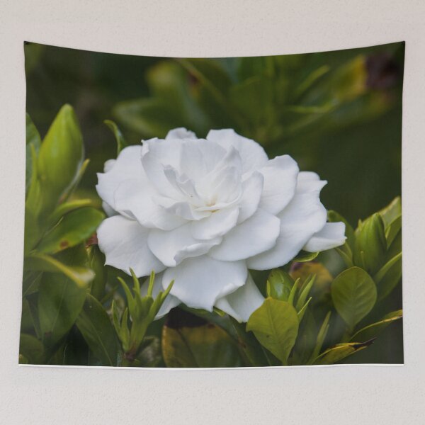 Item preview, Gardenia 1 designed and sold by Jacquiamber.