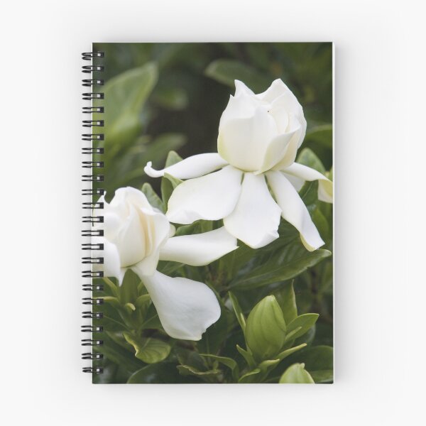 Item preview, Gardenia 2 designed and sold by Jacquiamber.