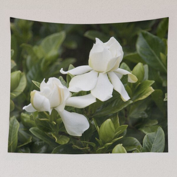 Item preview, Gardenia 2 designed and sold by Jacquiamber.