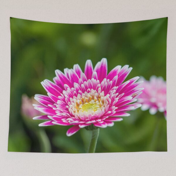 Item preview, Gerbera designed and sold by Jacquiamber.