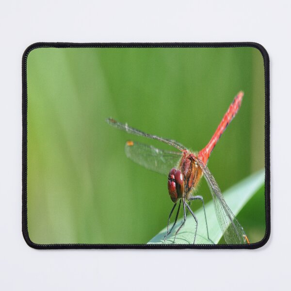 Item preview, A brief rest - Dragonfly designed and sold by Jellycandy.