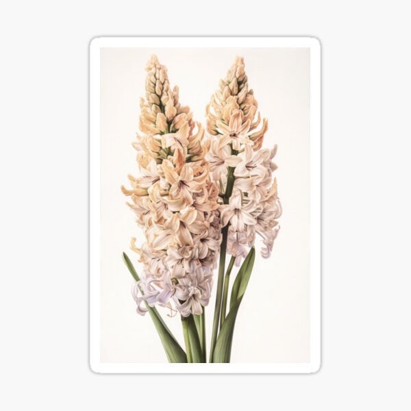 Aperçu de l'œuvre Cream Hyacinth  créée et vendue par Vanover Designs.