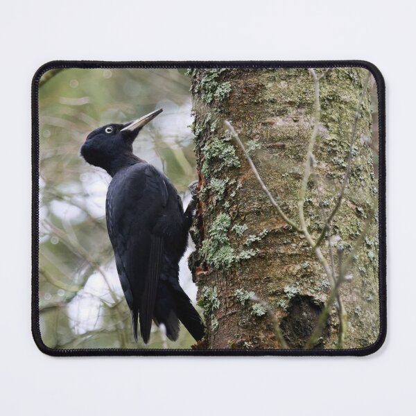 Item preview, Keep on knocking. Black woodpecker designed and sold by Jouko Lehto Photography.