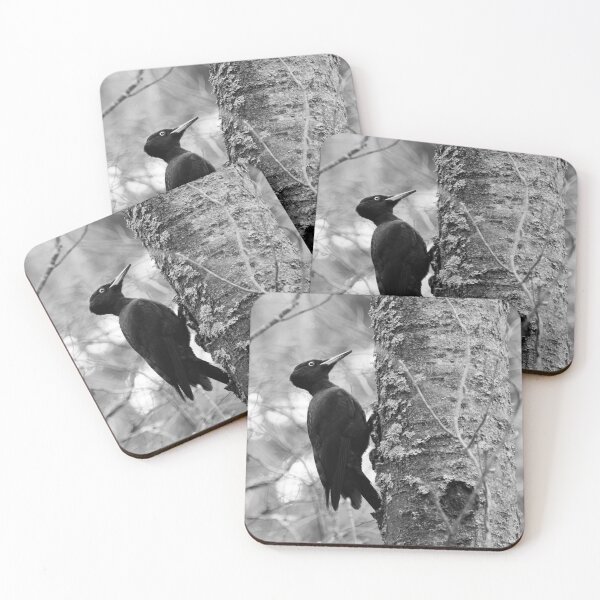 Item preview, Keep on knocking. Black woodpecker on aspen bw designed and sold by Jouko Lehto Photography.