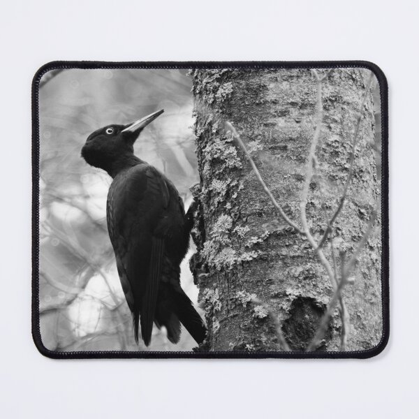 Item preview, Keep on knocking. Black woodpecker on aspen bw designed and sold by Jouko Lehto Photography.
