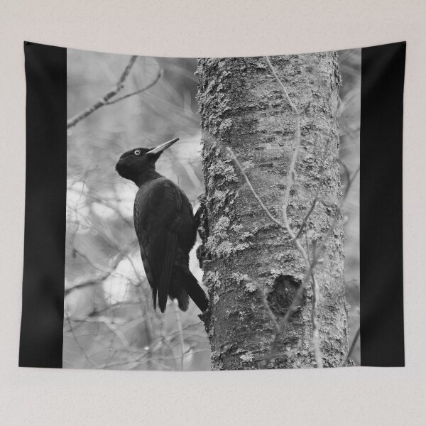 Item preview, Keep on knocking. Black woodpecker on aspen bw designed and sold by Jouko Lehto Photography.