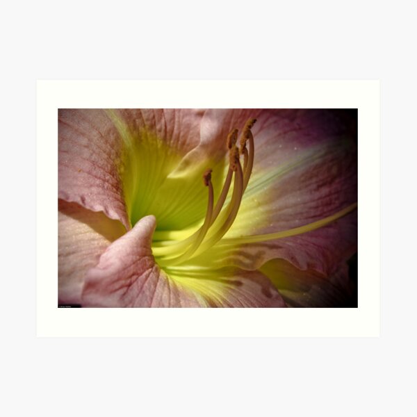 Pollen Art Print