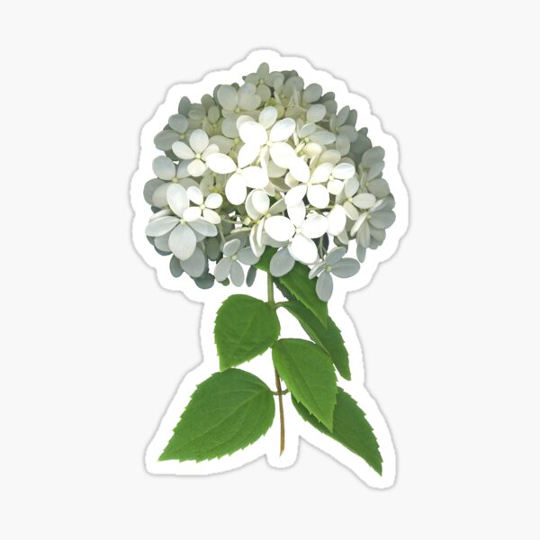 White Hydrangea Sticker