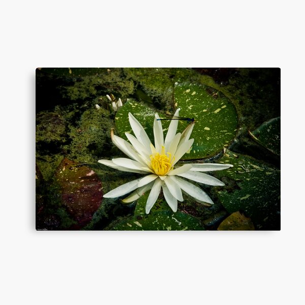 Dragonfly Flower Canvas Print